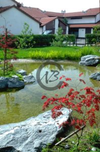 bassin etang et erable du japon dans un jardin japonais VD