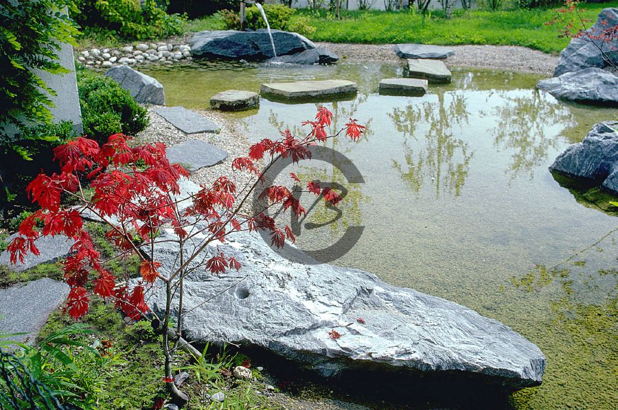 magnifique étang japonais avec de grosses pierres massives