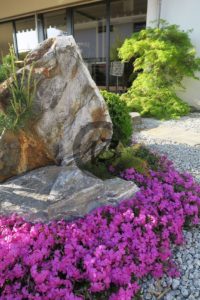 plantes couvre-sol dans un jardin japonais floraison
