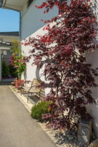 les erables du japon rouge égaient l'entrée de la maison