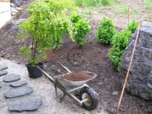 plantation dans un jardin japonais érables et buis